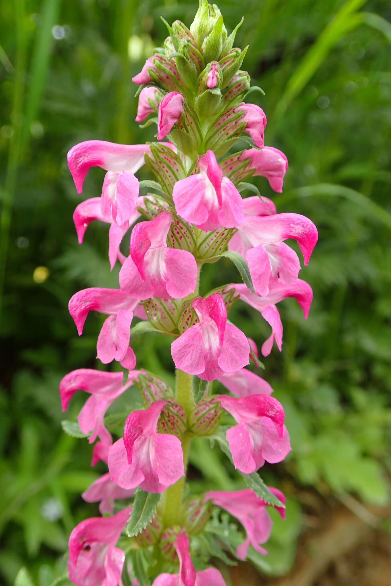 Слика од Pedicularis chamissonis Stev.