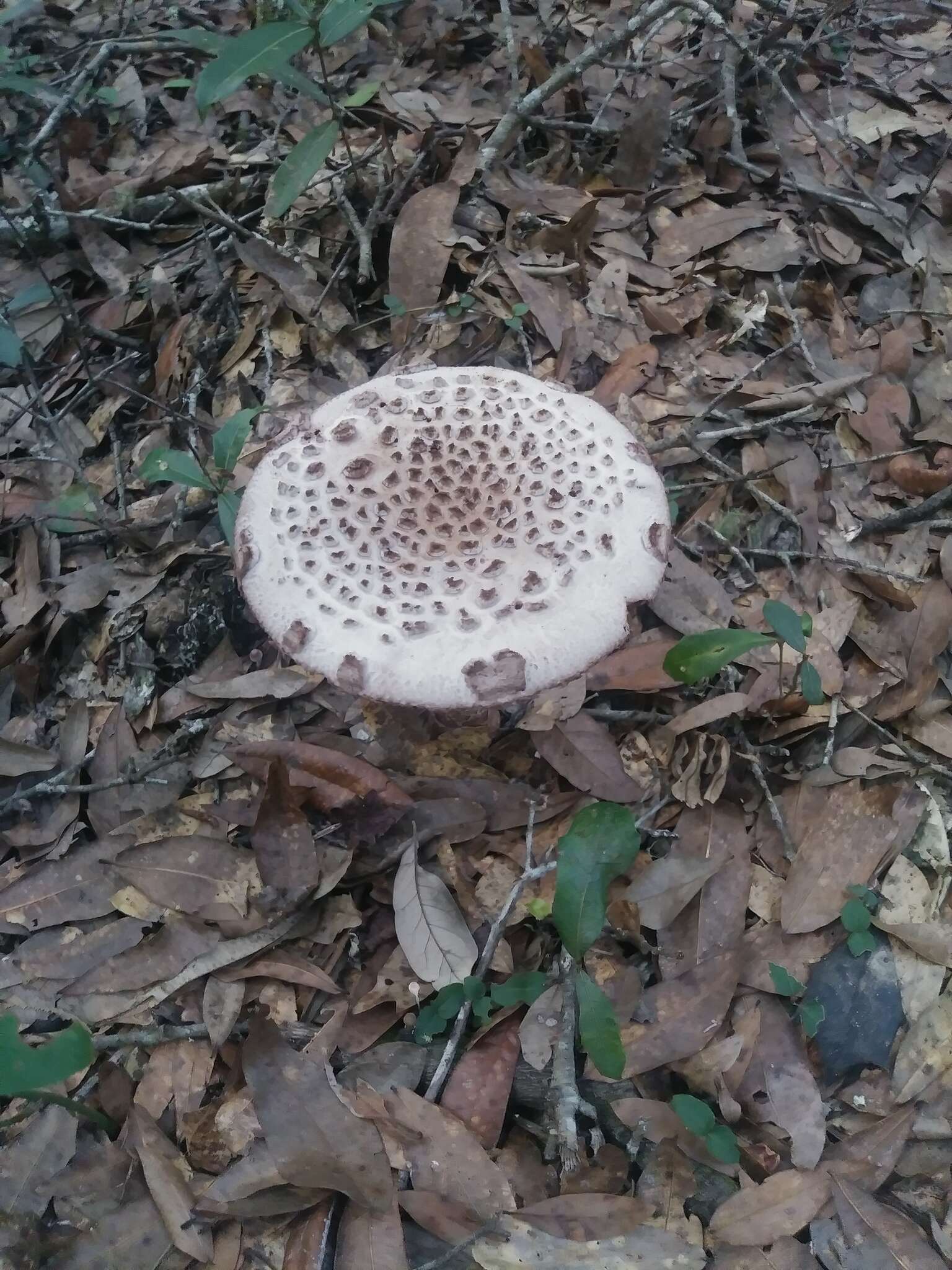 Plancia ëd Amanita westii (Murrill) Murrill 1945