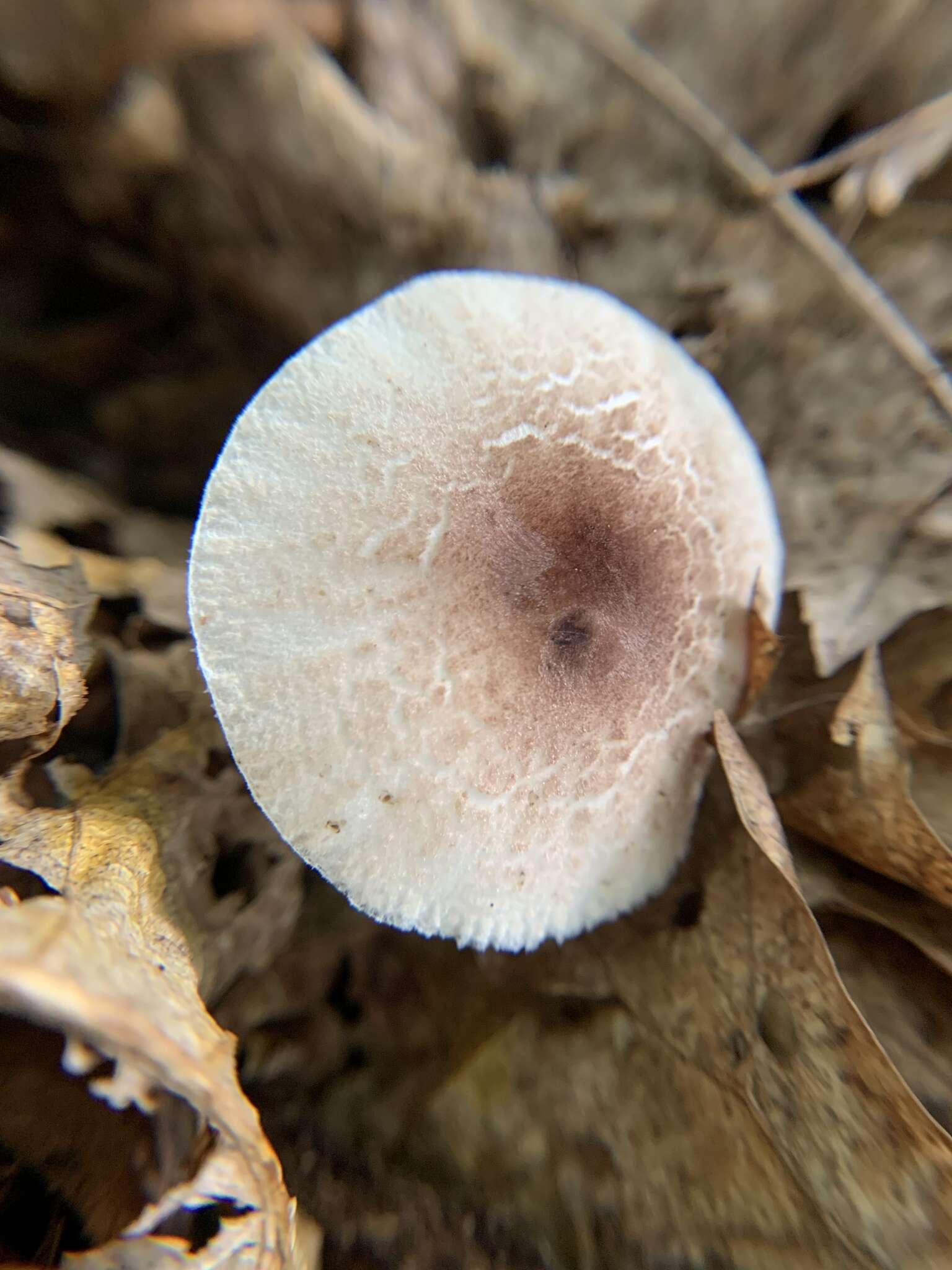 Lepiota spheniscispora Vellinga 2001 resmi