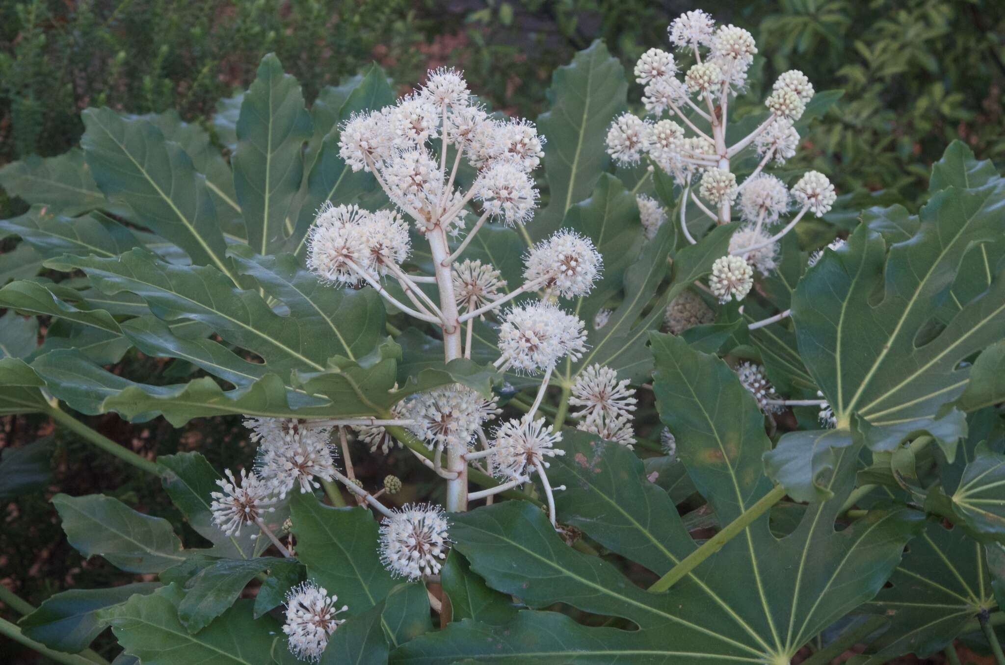 صورة Fatsia