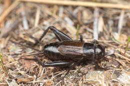 Image of Gryllus (Gryllus) saxatilis Weissman & Gray 2019