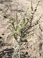 Image of Junellia connatibracteata (Kuntze) Moldenke