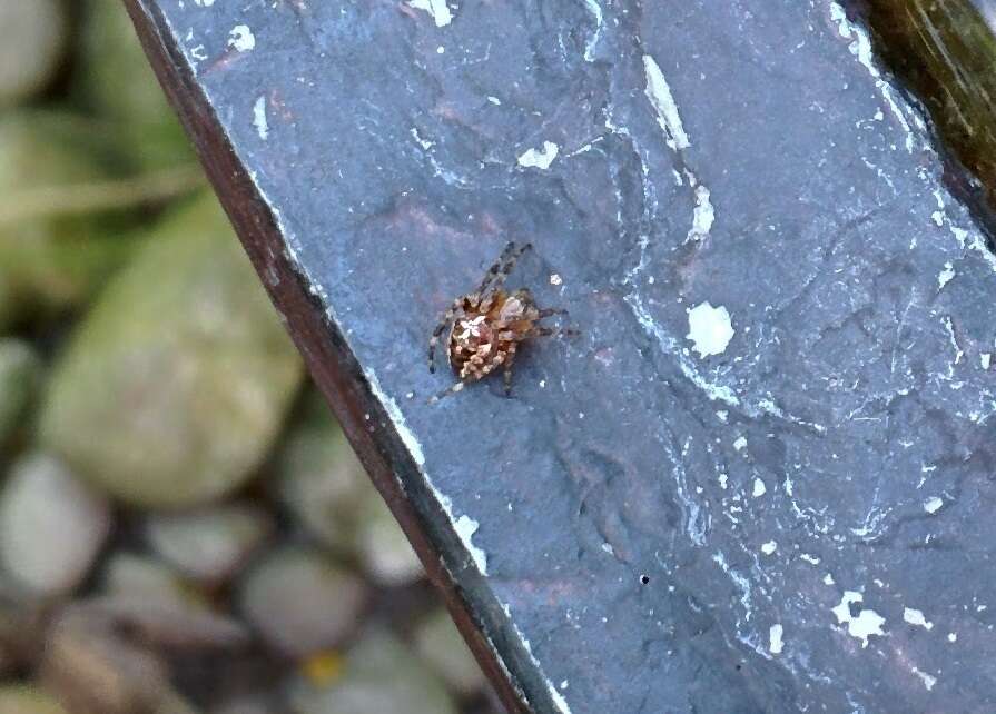 Image of Garden spider