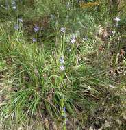 Orthrosanthus polystachyus Benth.的图像
