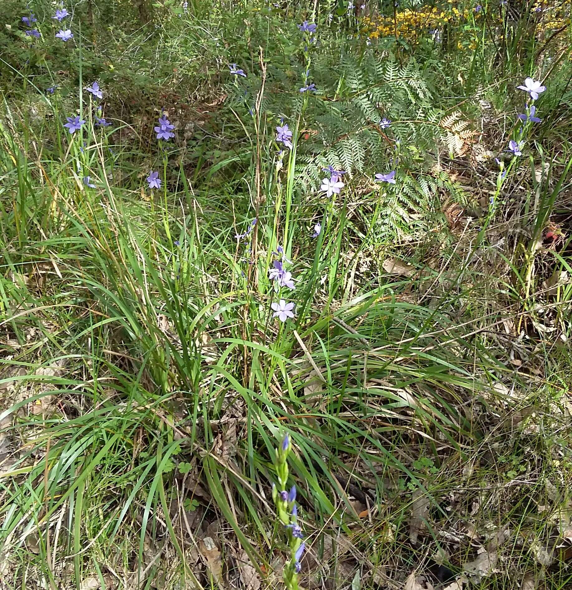 Orthrosanthus polystachyus Benth.的图像