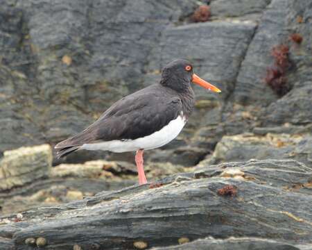 Image of Chatham Island Pied Oystercatcher