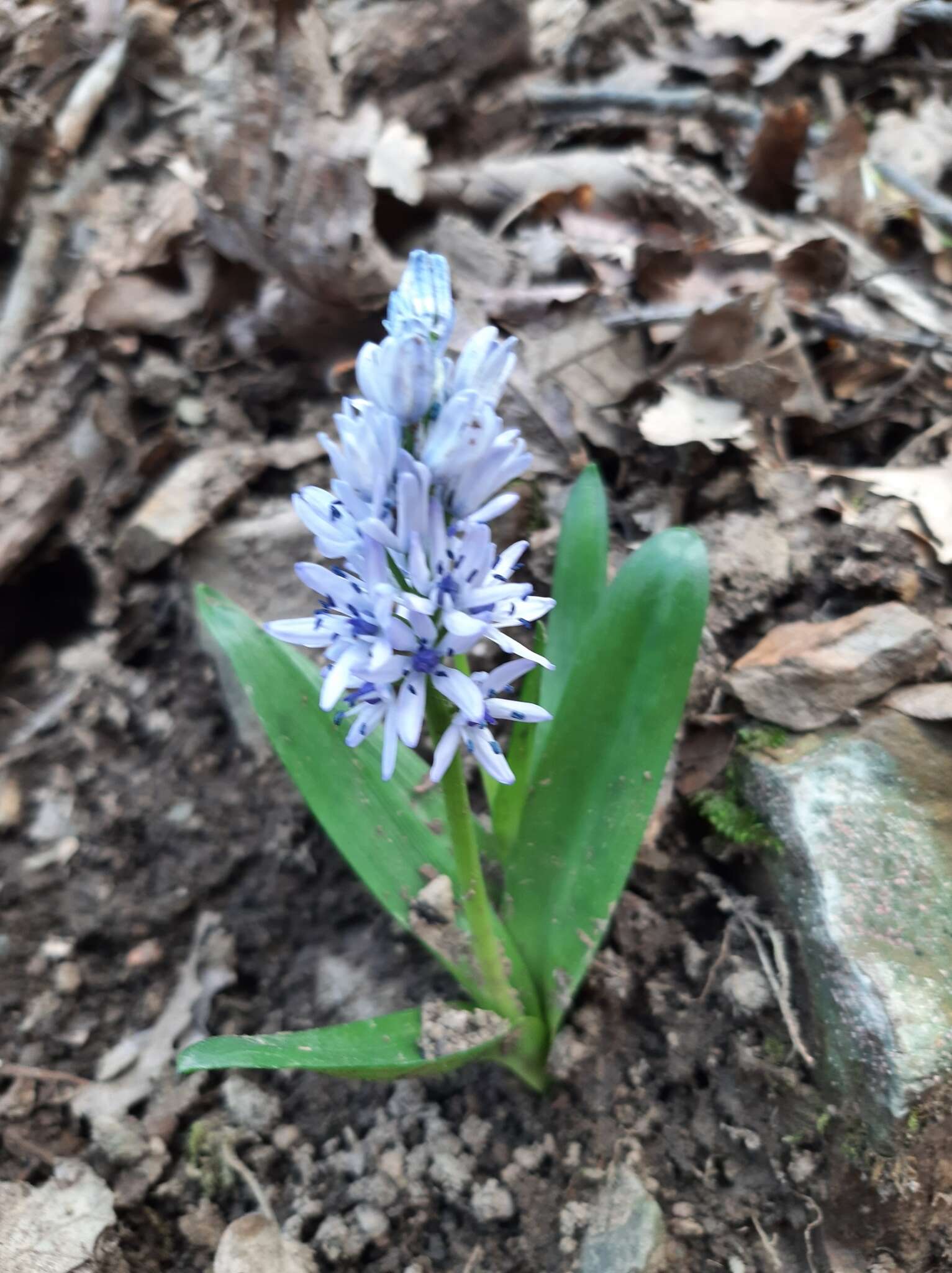 Hyacinthoides aristidis (Coss.) Rothm. resmi