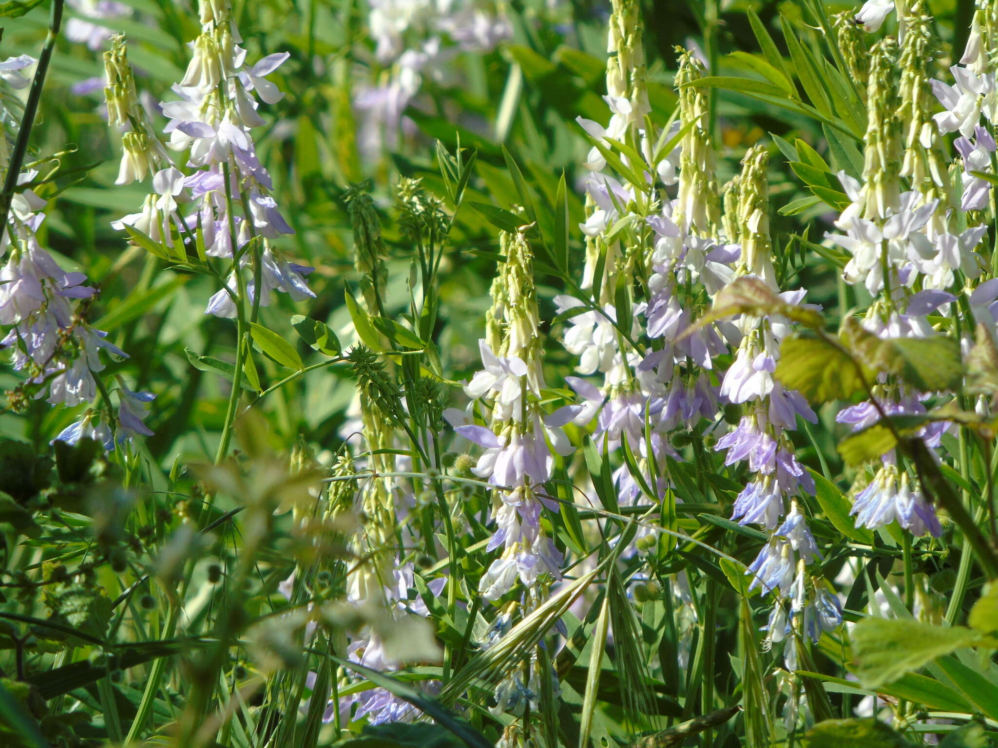 Image of Goat's rue