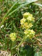 صورة Alchemilla glaucescens Wallr.