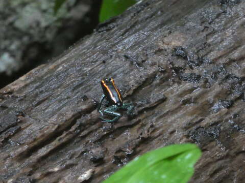 Image of Golfodulcean Poison Frog