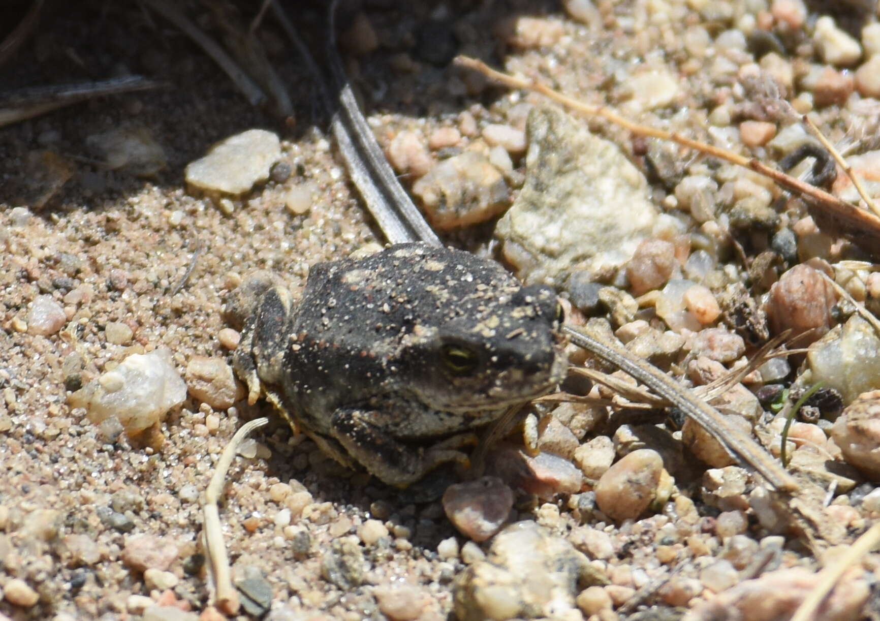 Image of Rhinella spinulosa (Wiegmann 1834)