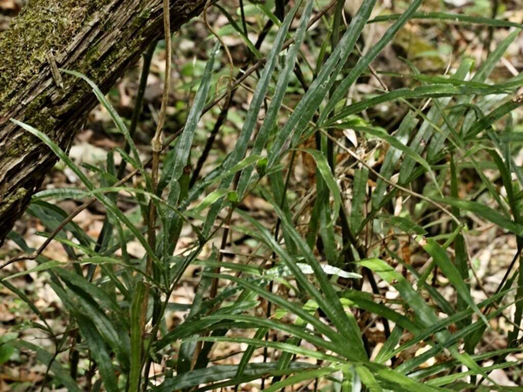 Plancia ëd Pteris umbrosa R. Br.