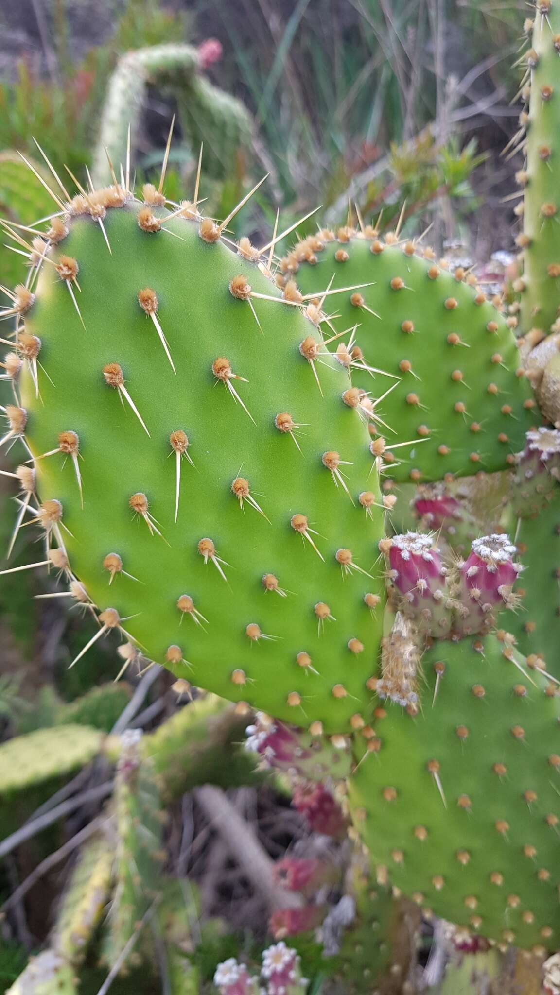 Image of Opuntia puberula Pfeiff.