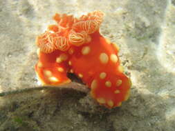 Image of Yellow spot fat red slug