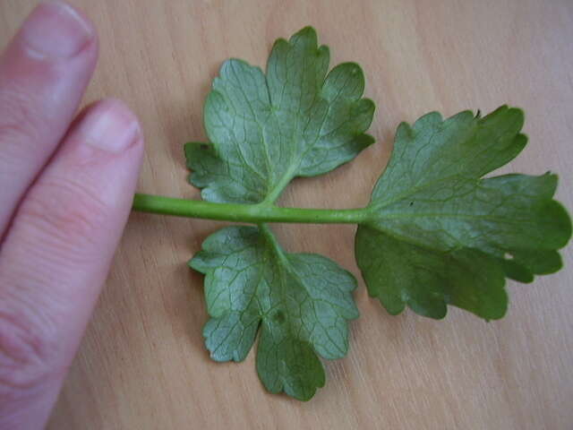Image of hairy buttercup