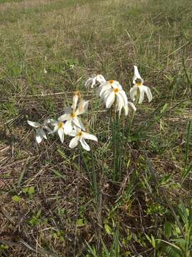 Narcissus obsoletus (Haw.) Spach resmi