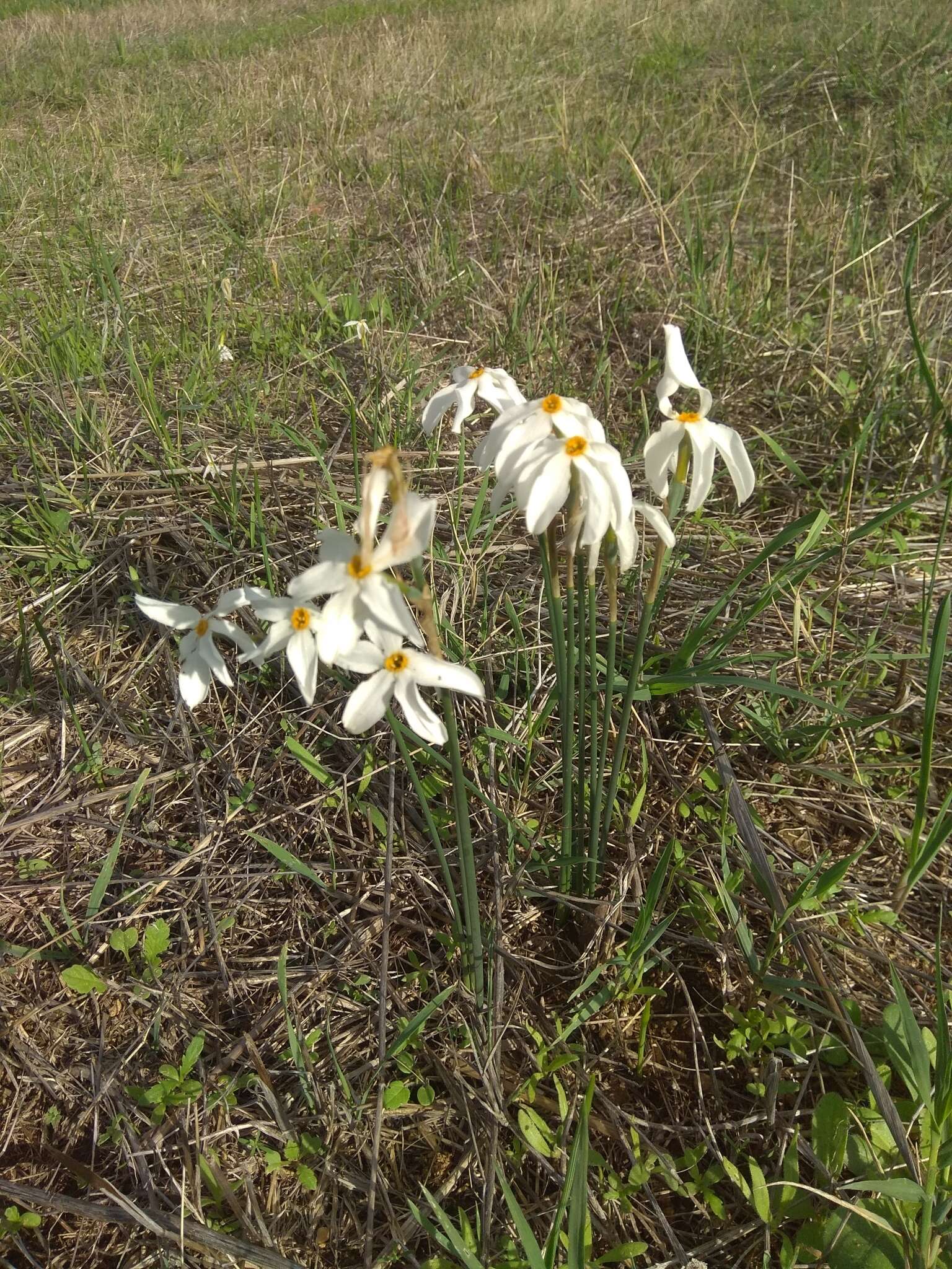 Image of Narcissus obsoletus (Haw.) Spach