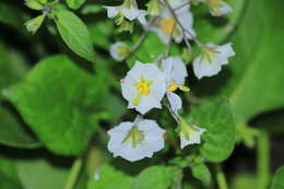 Image of Solanum montanum L.