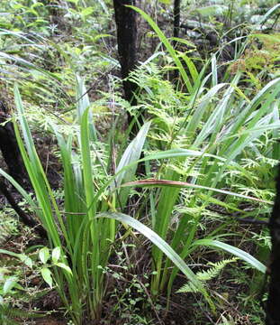 Image of Dianella latissima Heenan & de Lange