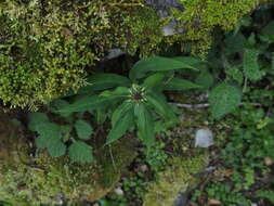 Image of Paris polyphylla var. stenophylla Franch.