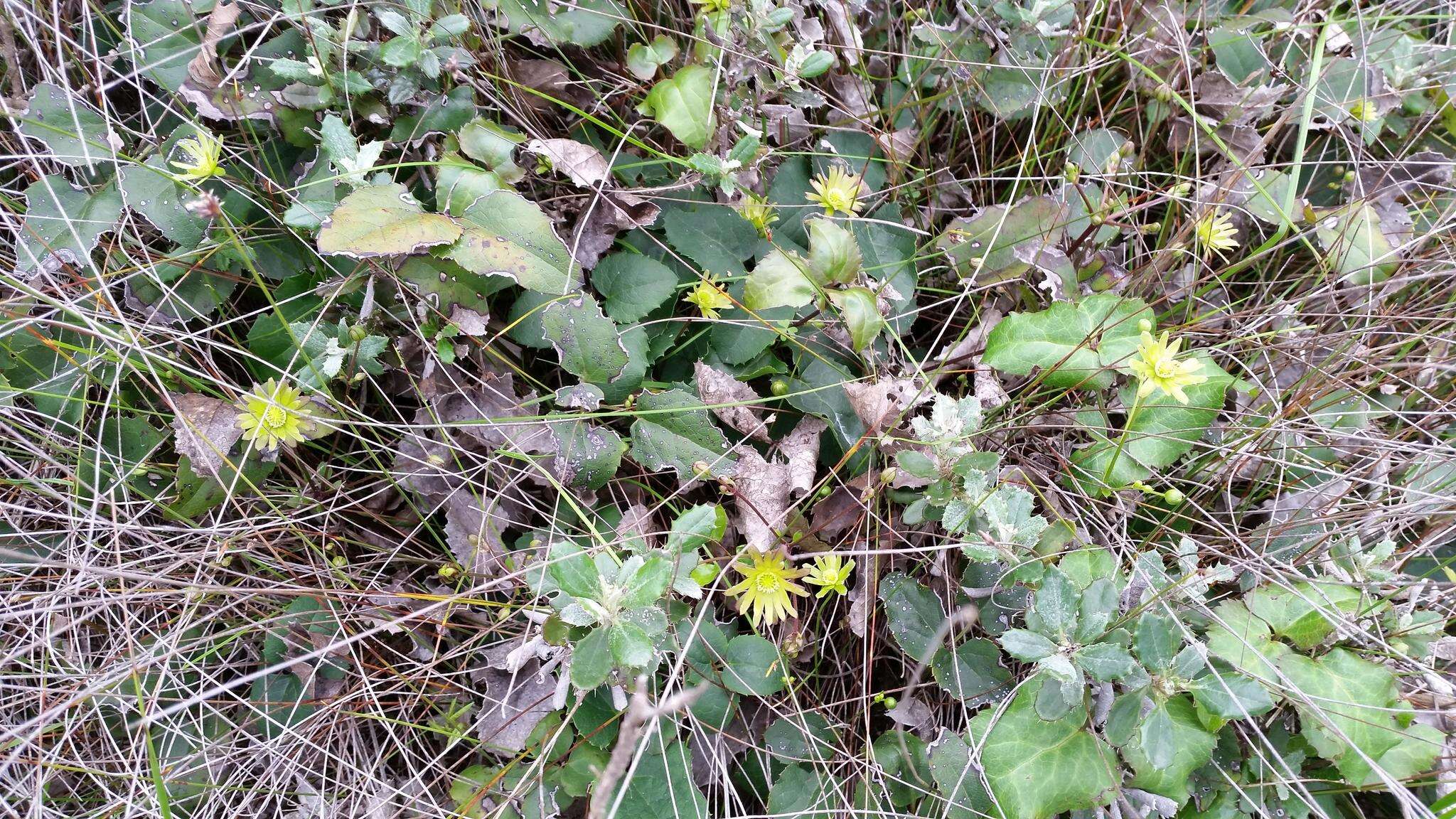 Image of Knowltonia vesicatoria subsp. vesicatoria