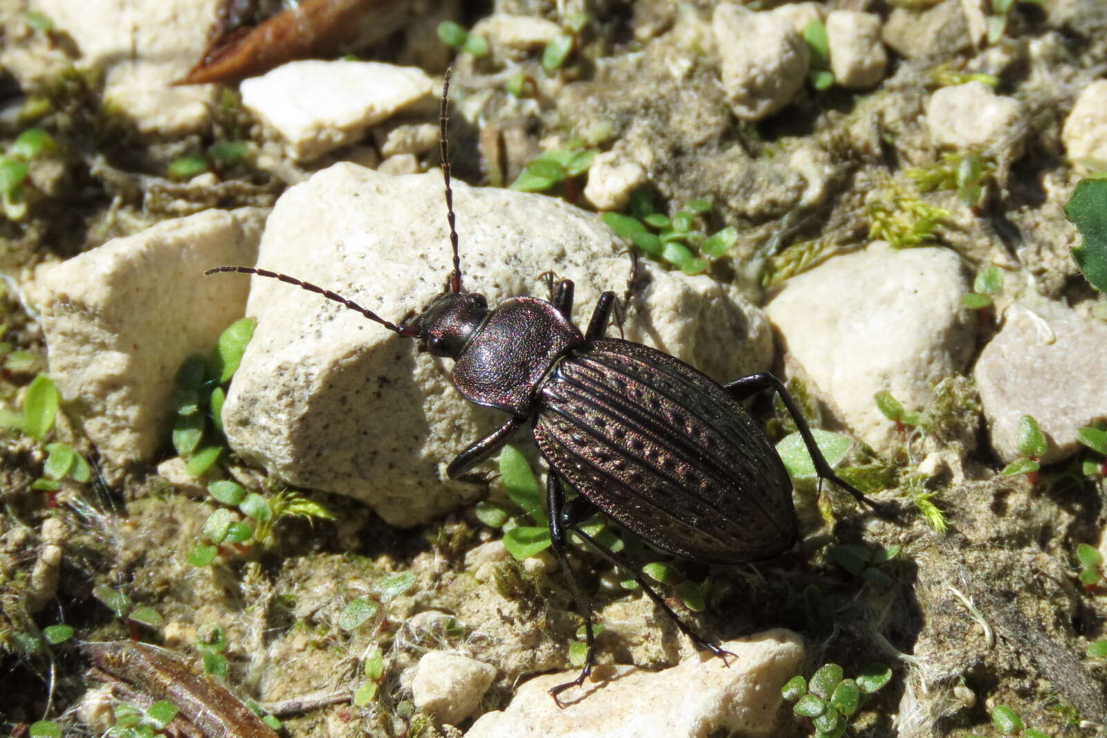 Image of immigrant sausage ground beetle