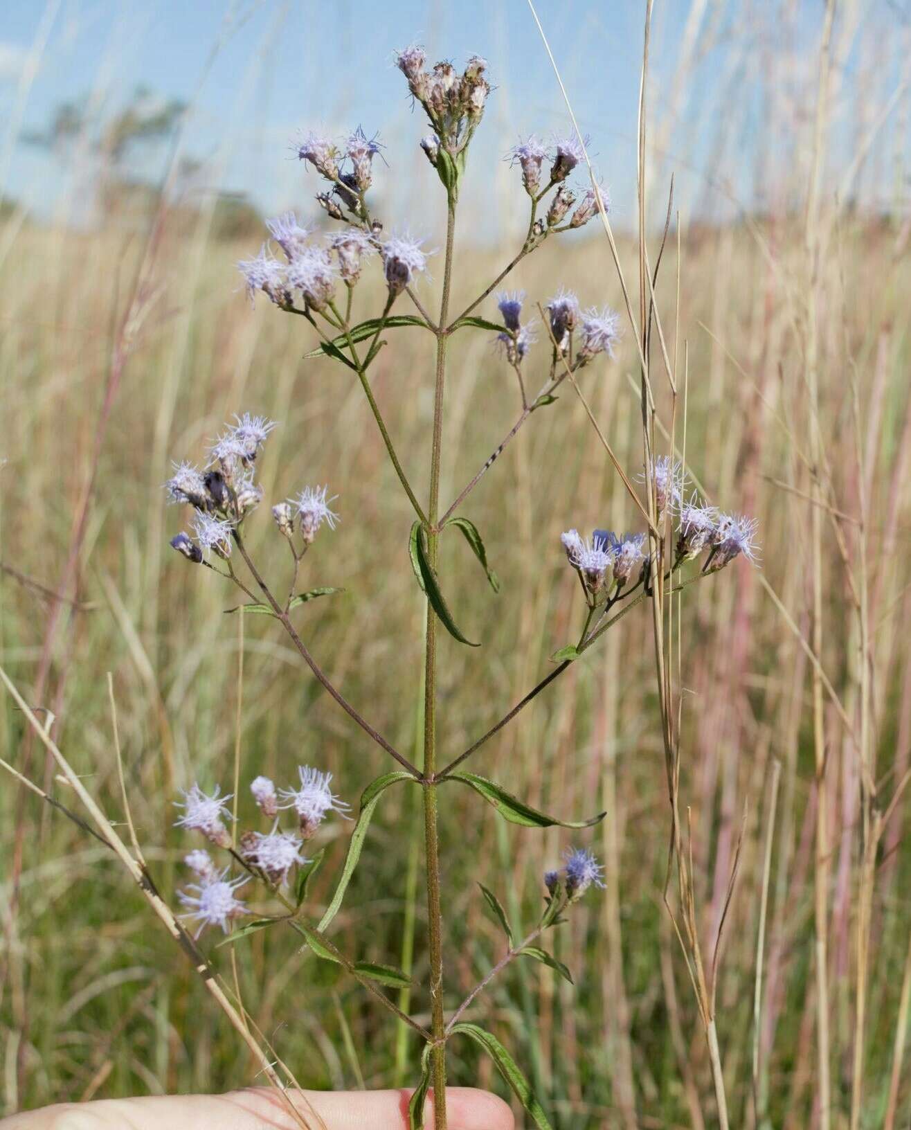 Image of ivyleaf thoroughwort