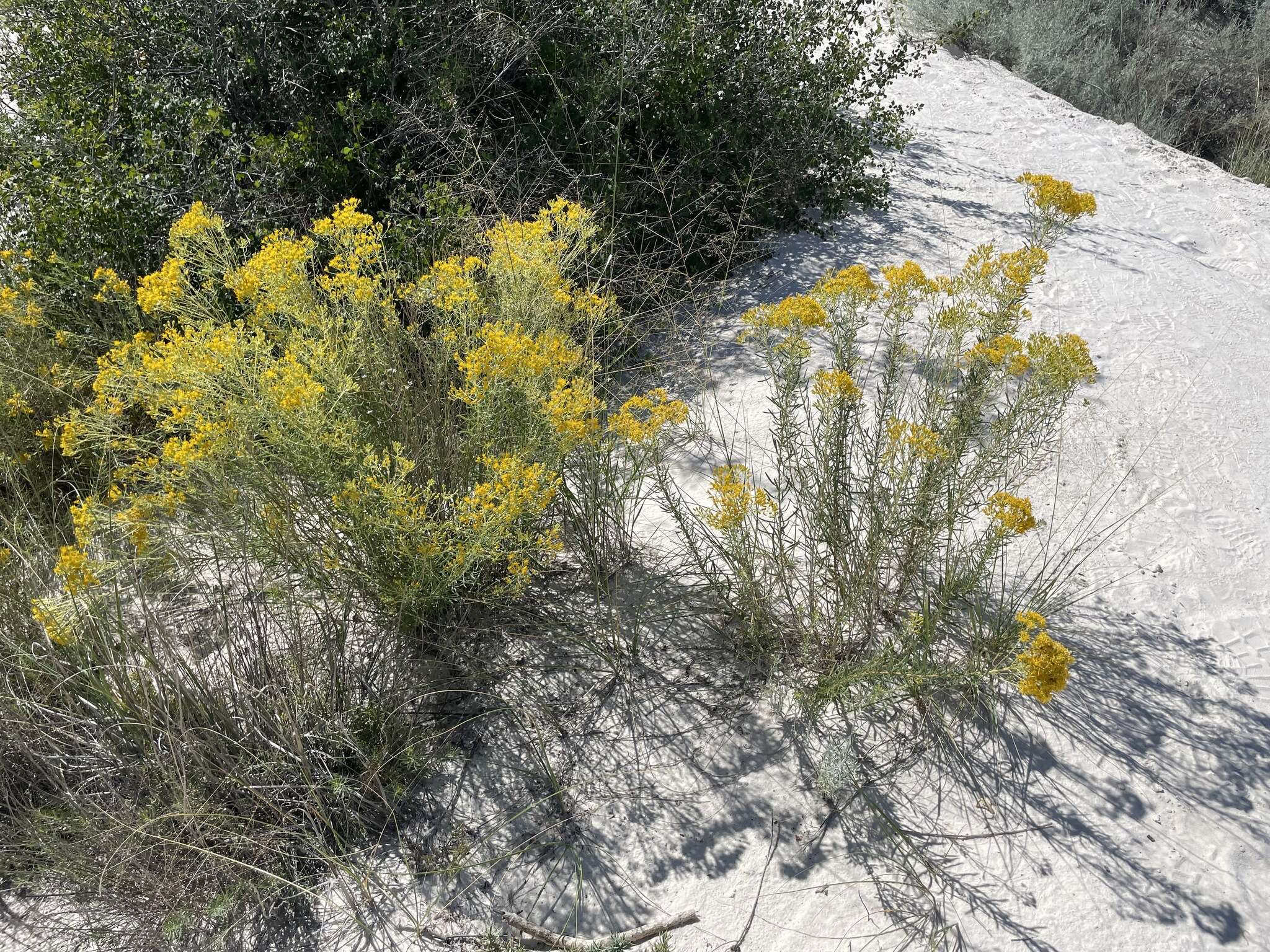 Imagem de Isocoma pluriflora (Torr. & A. Gray) Greene