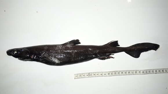 Image of Granular Dogfish