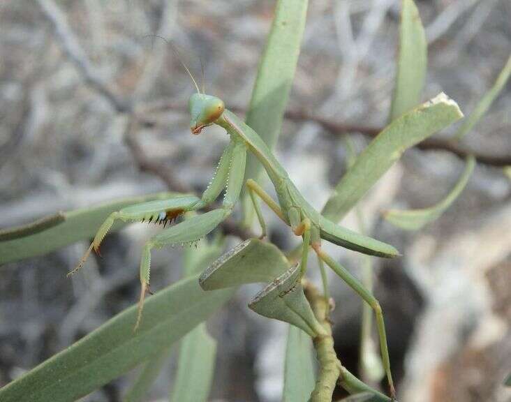 Image of Trachymantis dentifrons Stal 1877