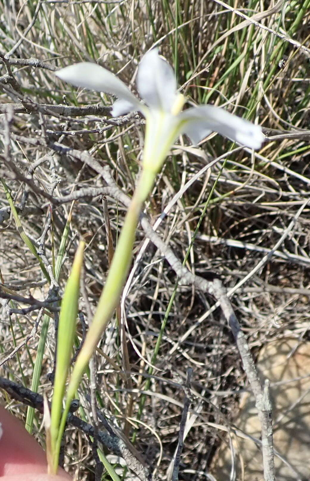 Plancia ëd Moraea polyanthos L. fil.