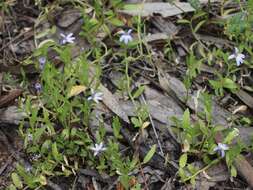 Plancia ëd Lobelia pratioides Benth.