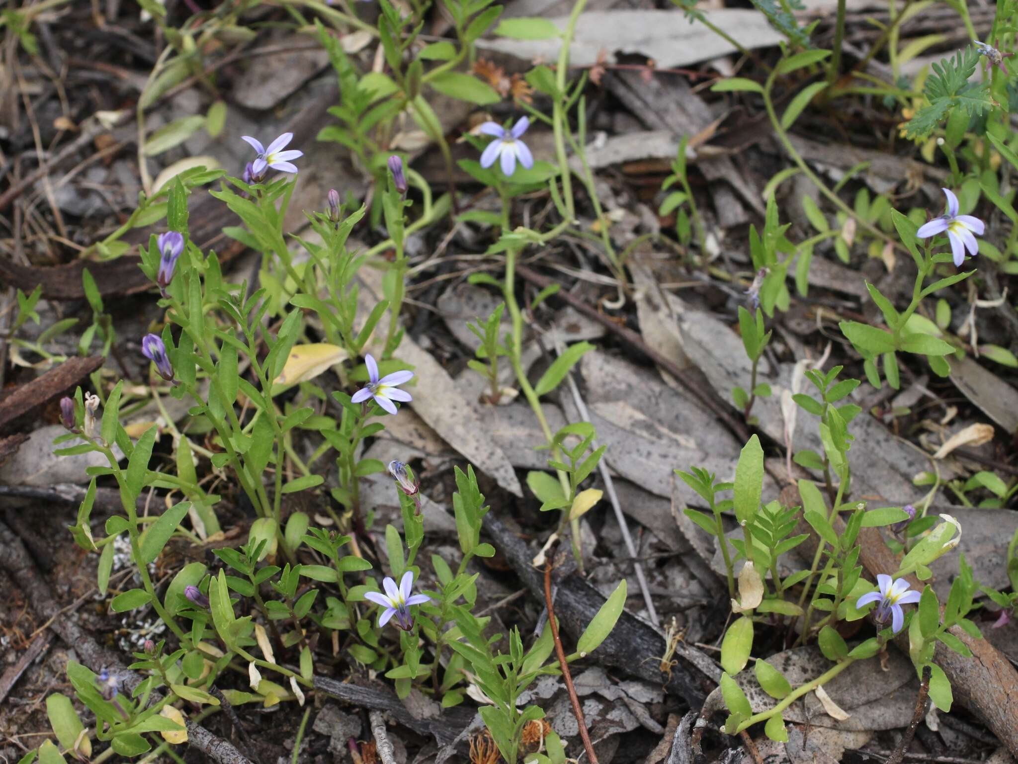 Image of Lobelia pratioides Benth.