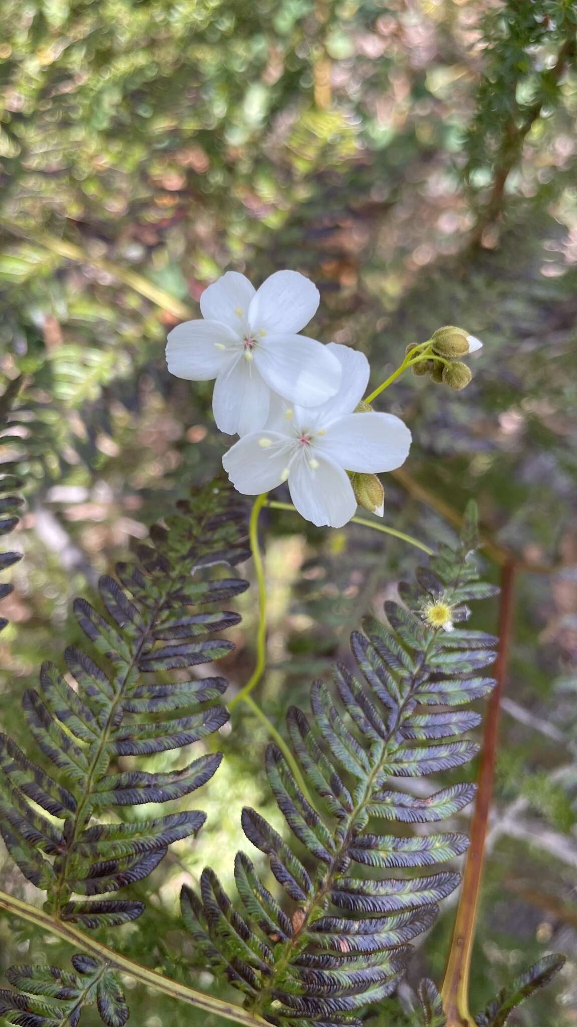 Image de Drosera erythrogyne N. Marchant & Lowrie