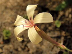 Image of Dianthus caespitosus Thunb.