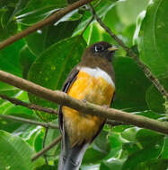 Image of Collared Trogon