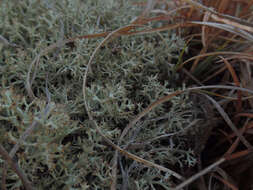 Image de Cladonia subtenuis (Abbayes) A. Evans