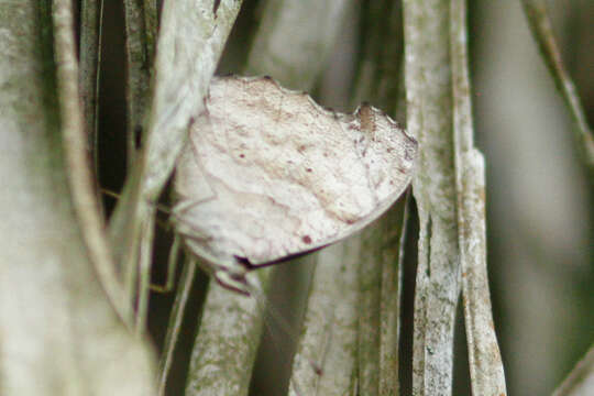 Image of Myscelia cyaniris Doubleday (1848)