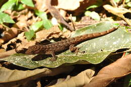 Gymnodactylus darwinii (Gray 1845) resmi