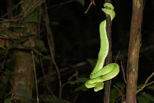 Image of Corallus batesii (Gray 1860)