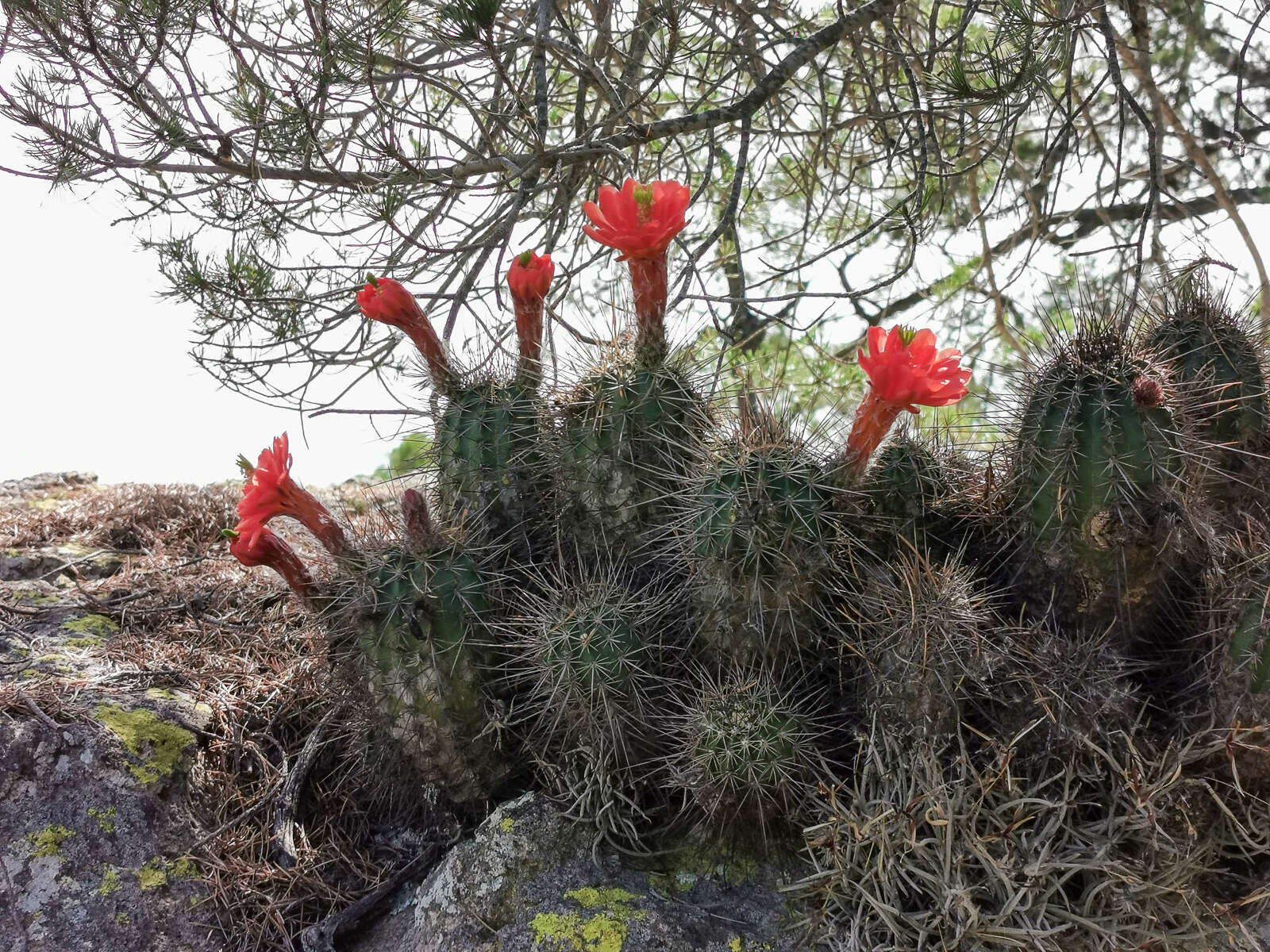 Image de Echinocereus acifer (Otto ex Salm-Dyck) Lem.