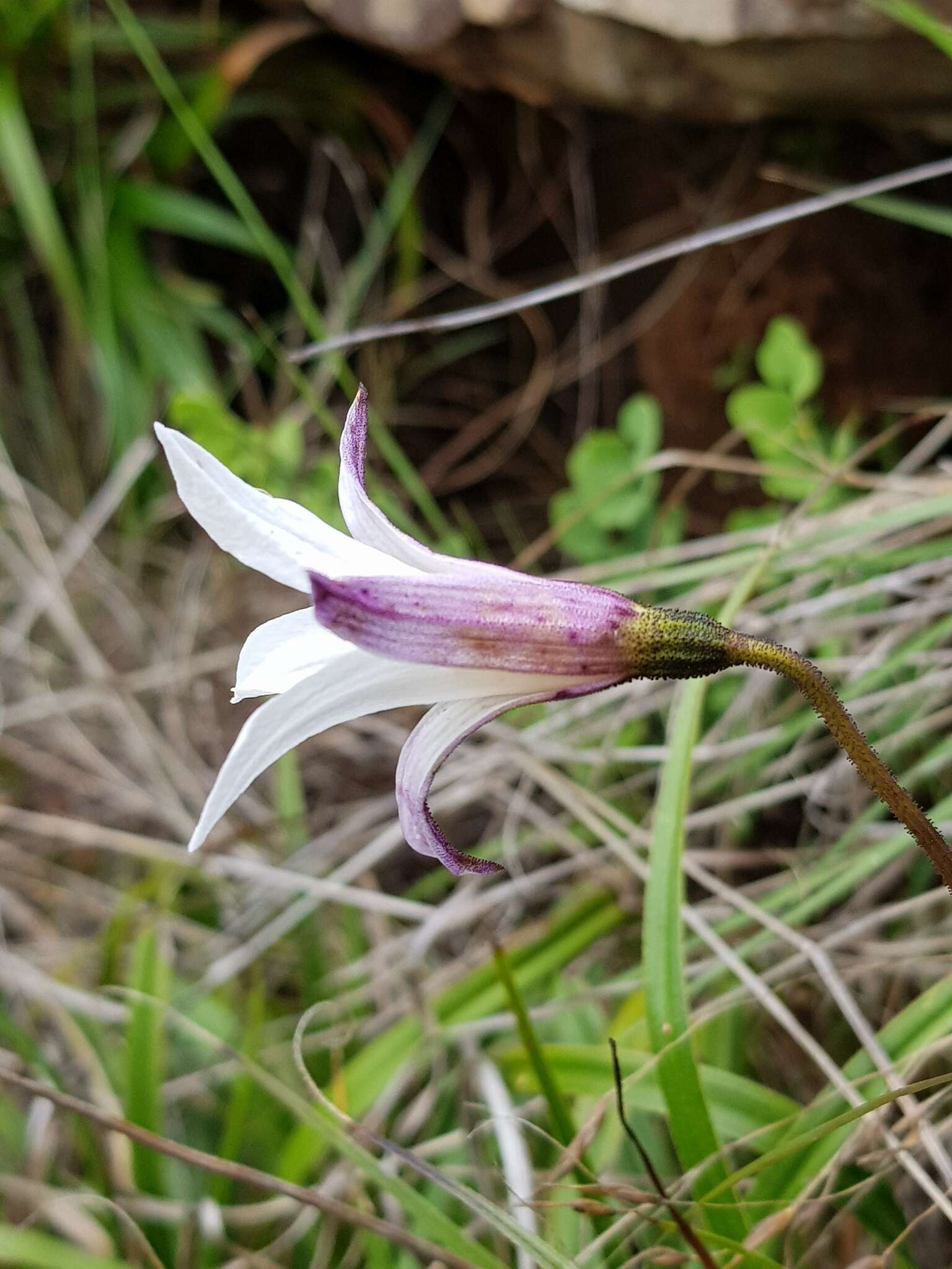 Image of Xerophyta schlechteri (Baker) N. L. Menezes