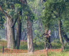 Image of Brahminy Kite