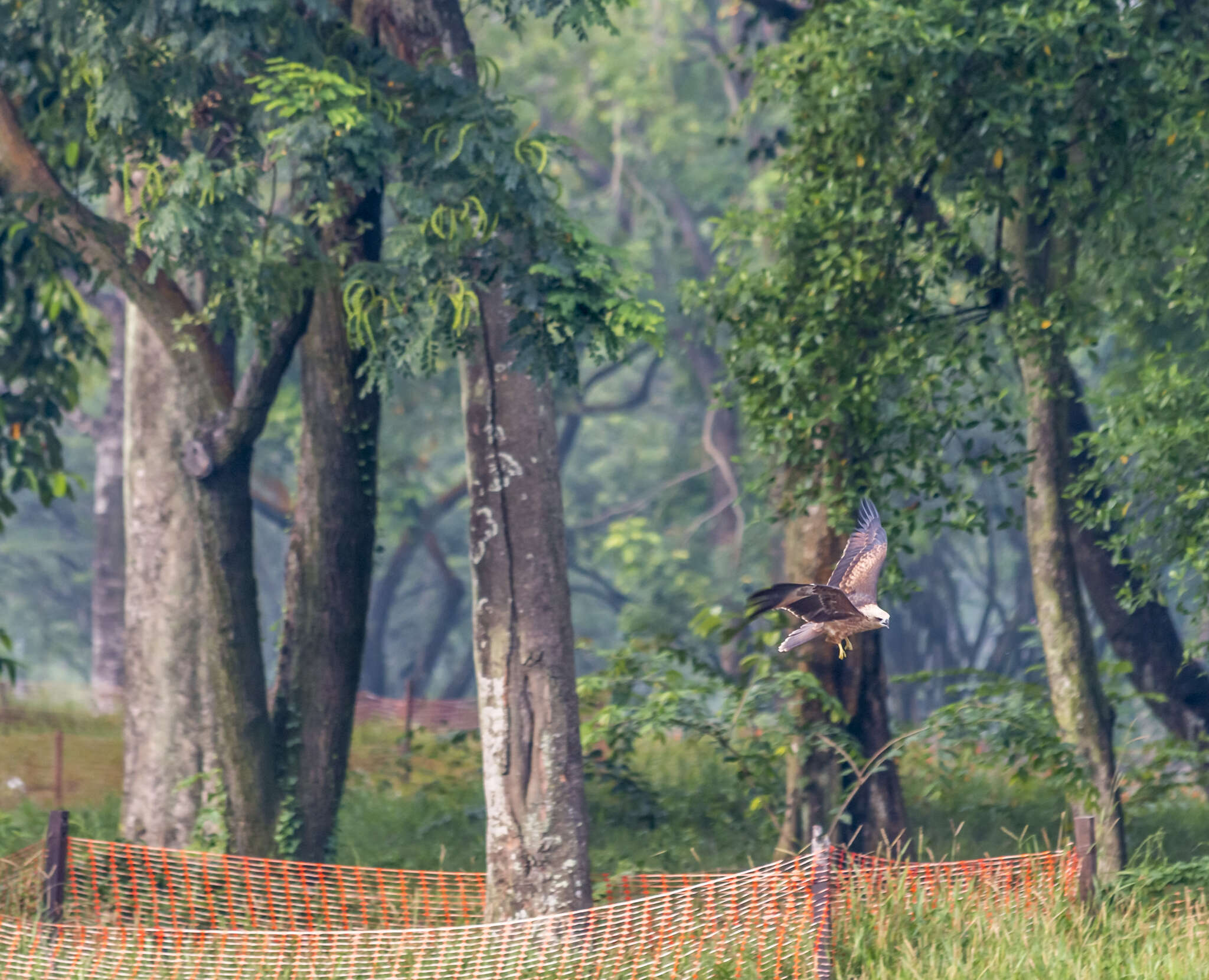 Image of Brahminy Kite