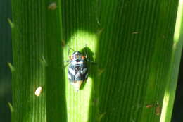 Image of Balacha melanocephala (Signoret 1854)