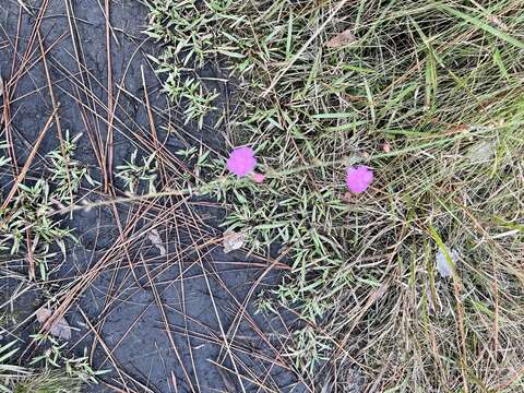 Image of Scale-Leaf False Foxglove