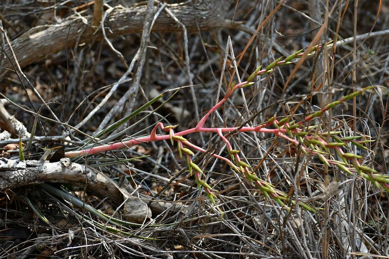 Image of Tillandsia elusiva Pinzón, I. Ramírez & Carnevali