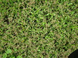 Image of mossgrass