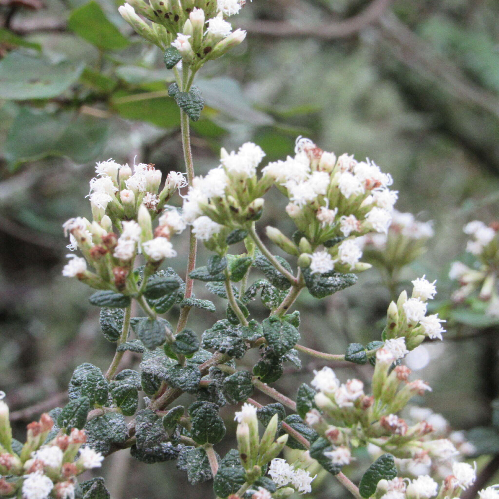 Image of Chromolaena bullata (Klatt) R. King & H. Rob.