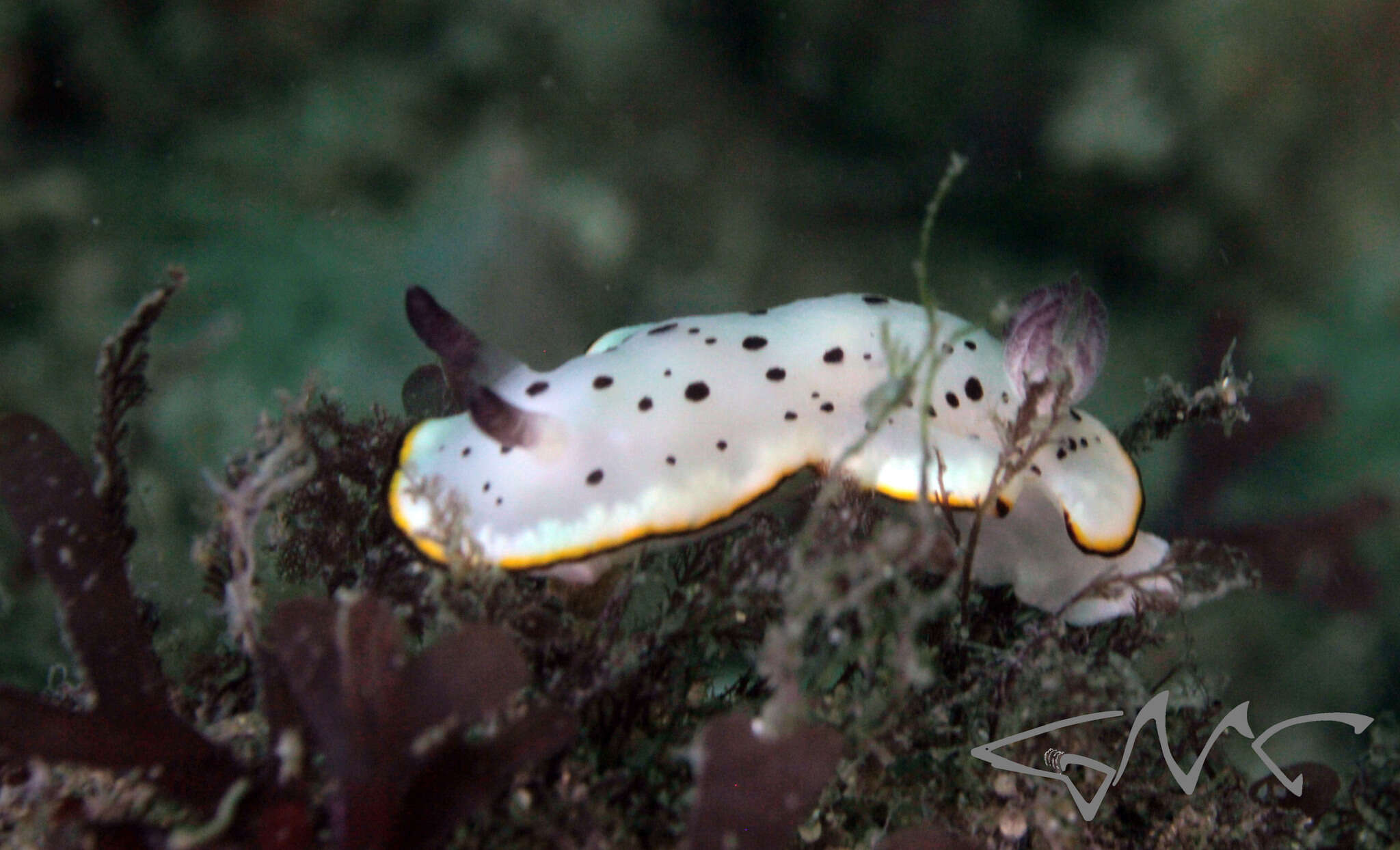 Image de Goniobranchus daphne (Angas 1864)